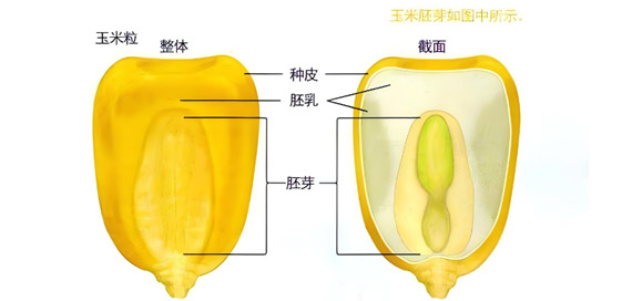 营养多样性